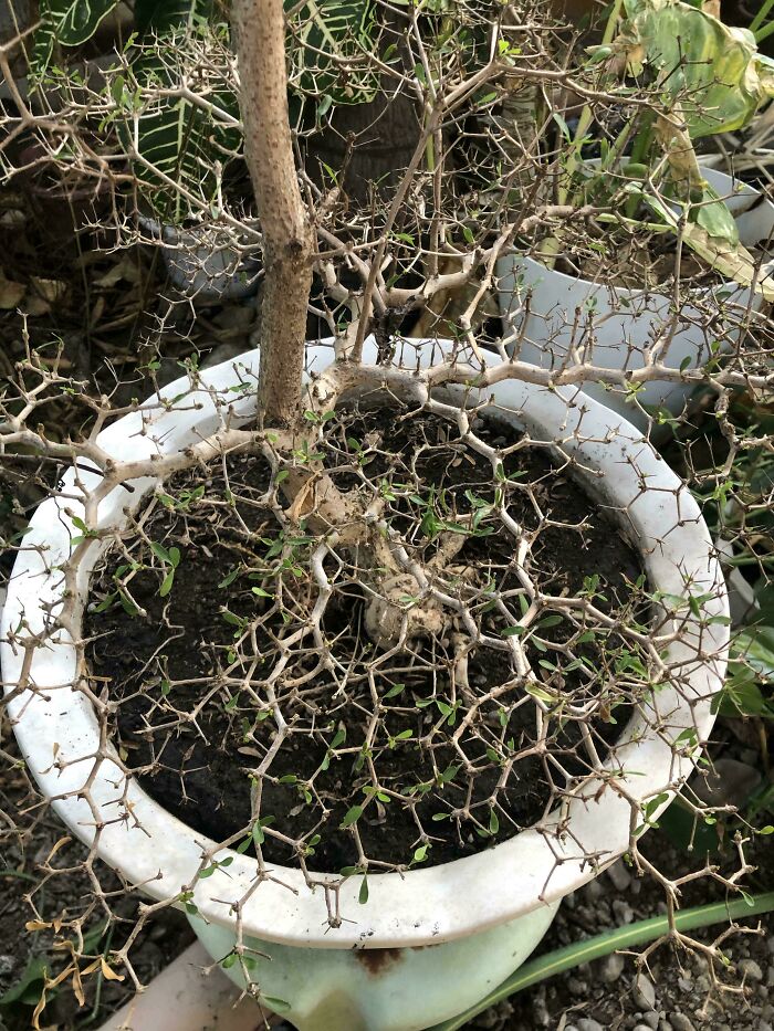Este bonsai con ramas de estructura hexagonal