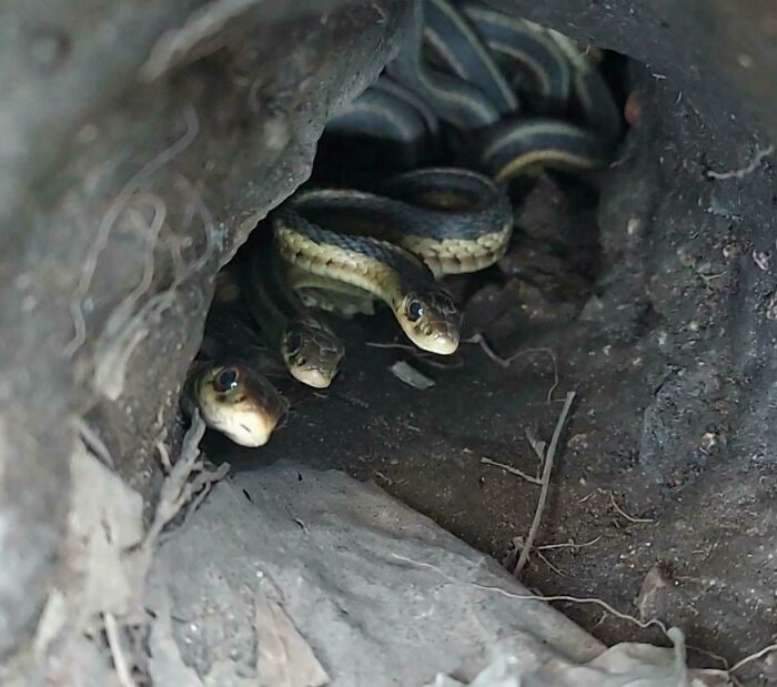 Nido subterráneo de culebras de agua en casa de un amigo