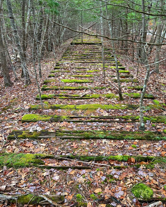 Antiguas vías casi devoradas por la naturaleza