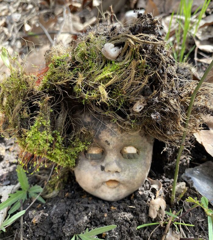 Cabeza de muñeca con su propio ecosistema