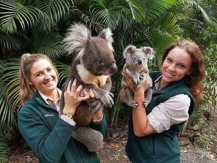 Hoy aprendí que hay dos especies de koala