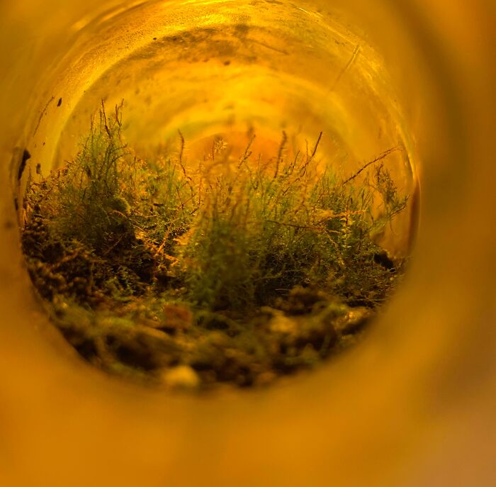 Mundo dentro de una botella de cerveza tirada en el bosque