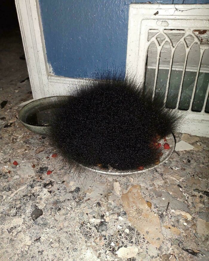 Moho en un plato de comida de gato olvidada