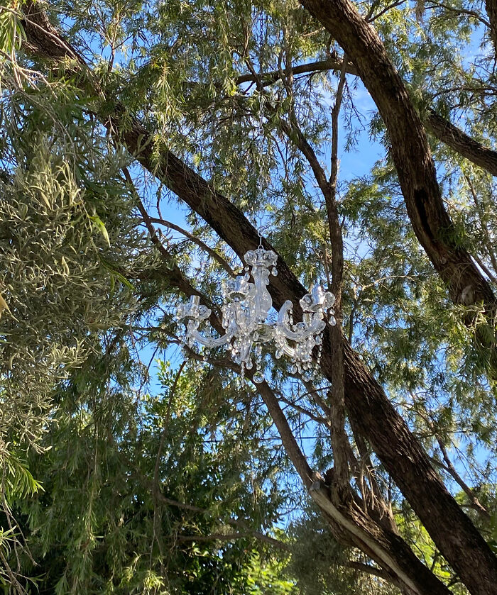 Por alguna razón, los vecinos han puesto un candelabro al árbol