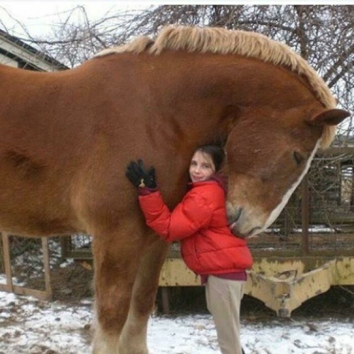 El caballo unidad absoluta