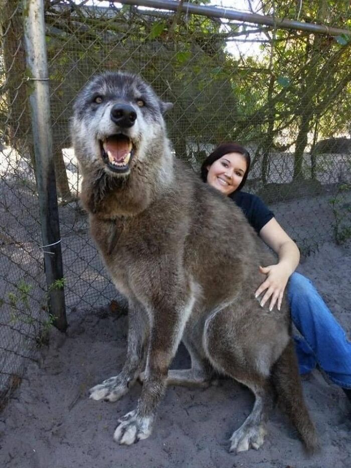 Un mal dueño abandonó a este perro lobo en un refugio para animales salvajes cuando se volvió demasiado grande y difícil de manejar