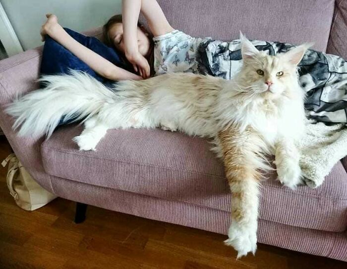 Este gatazo