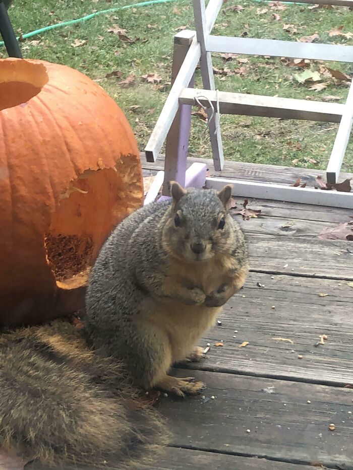 Se llama Sadie y ya se ha comido 3 calabazas de Halloween
