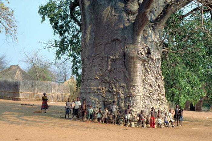 Se cree que este baobab tiene 6000 años