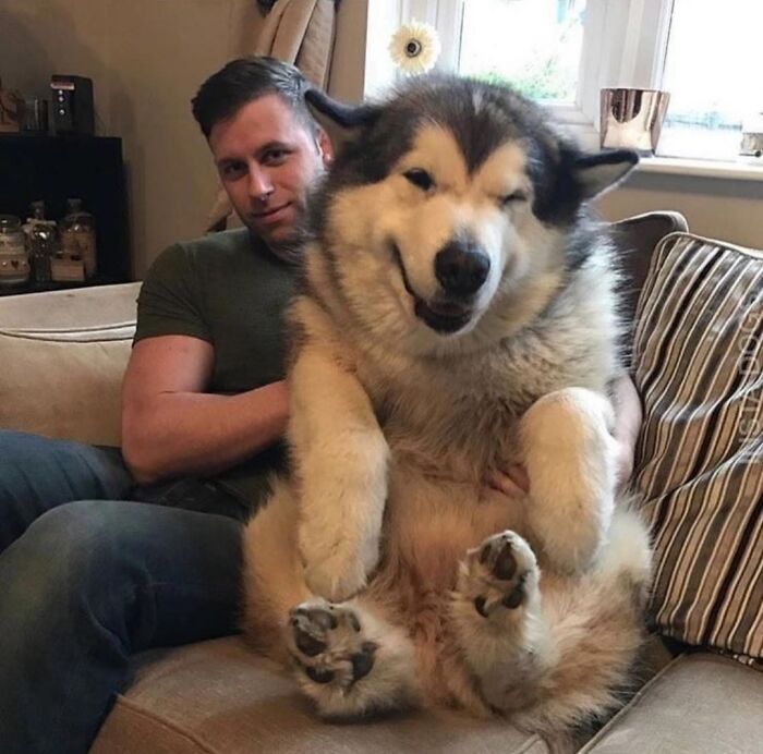 Peludo absoluto