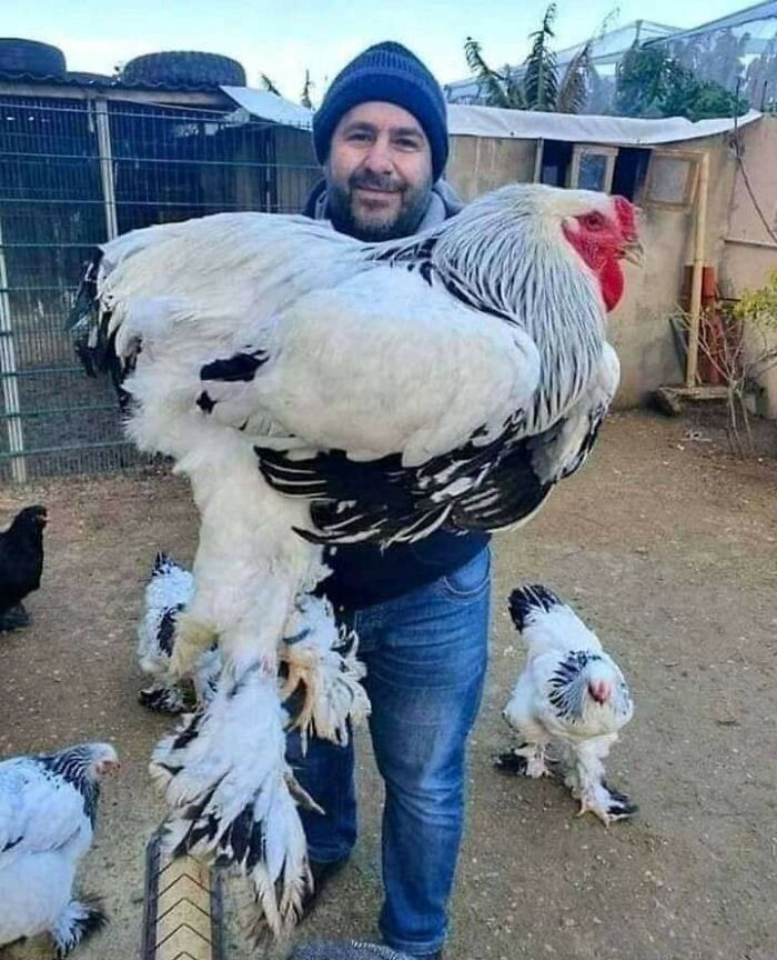 Gallo gigante