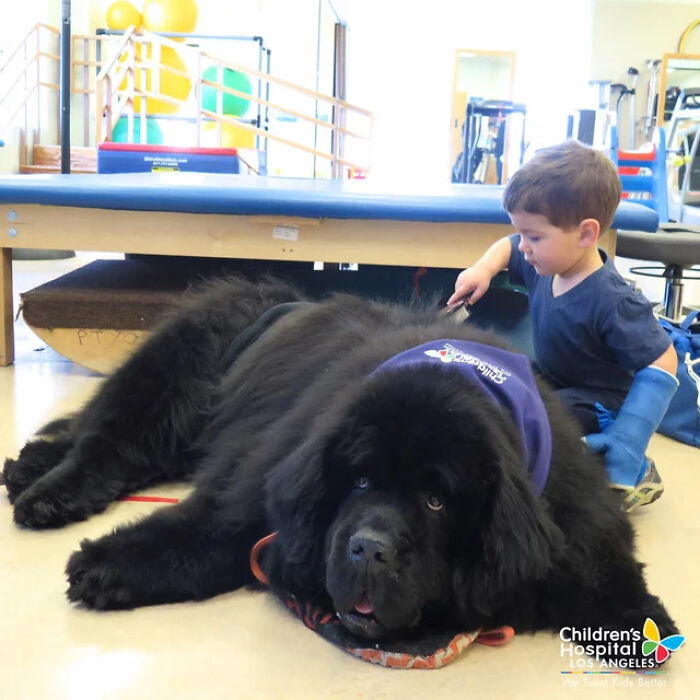 Bonner, el mejor perro de terapia del hospital infantil