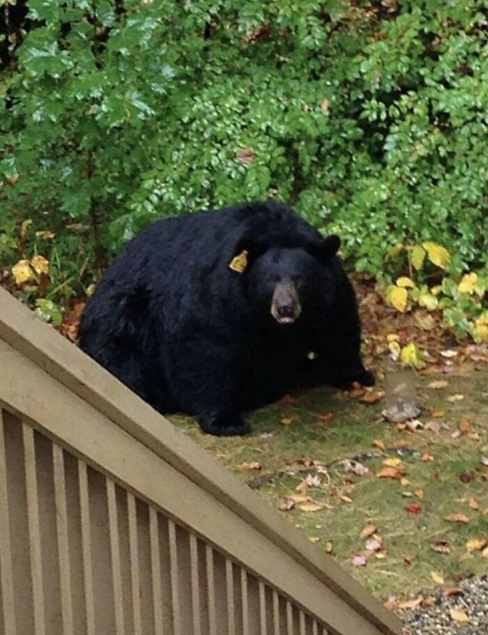 Chonkus, devorador de mundos