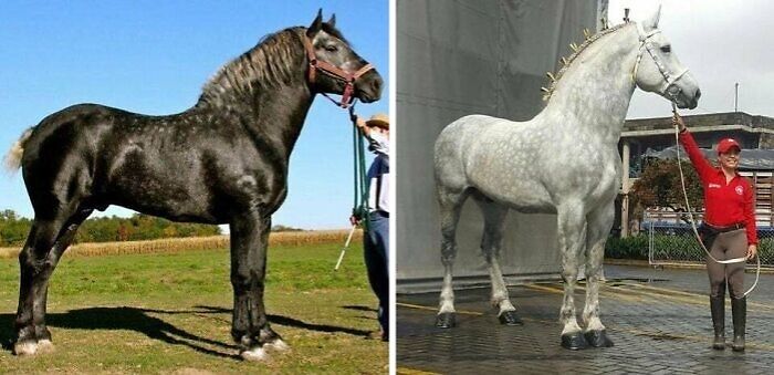 Percherón gris. Es el mismo caballo cambiando su pelaje al envejecer