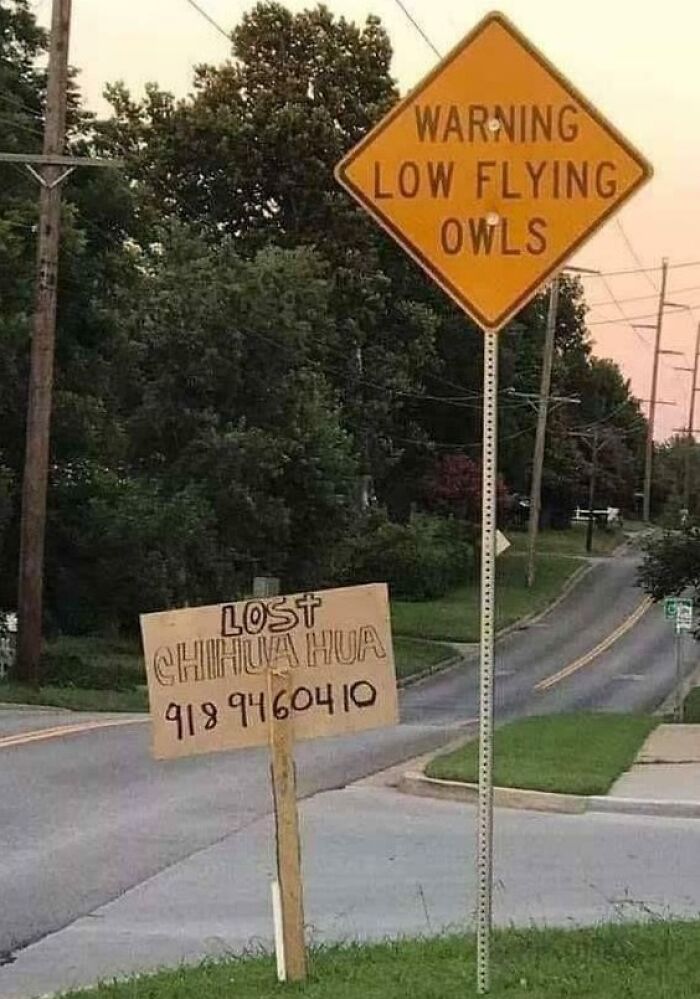 Cuidado, búhos volando bajo