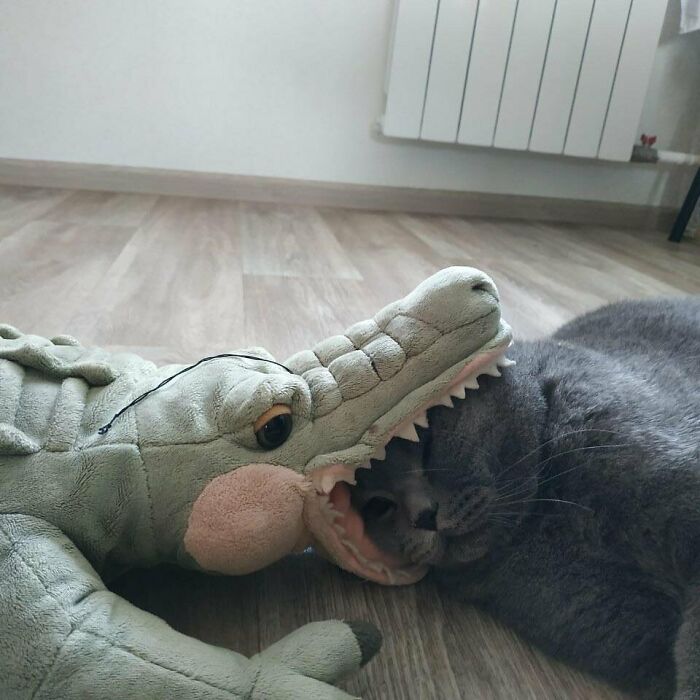 Esto servirá de almohada