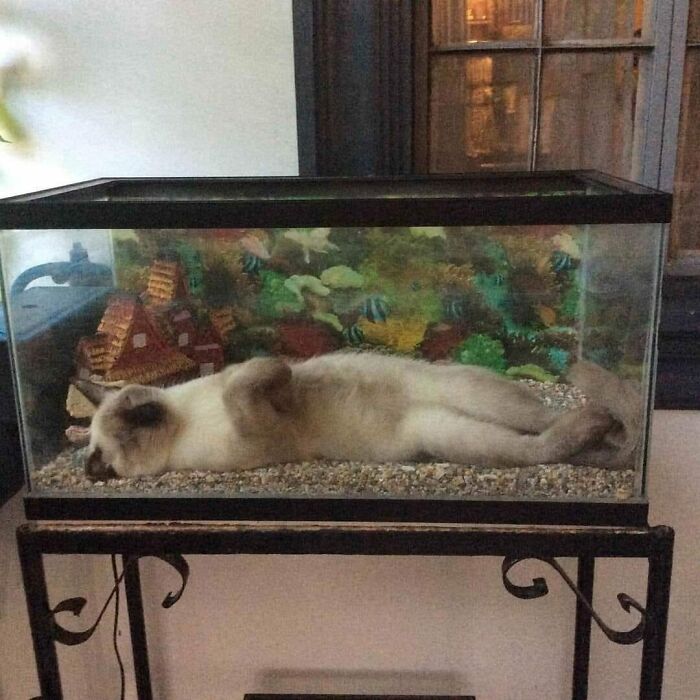 Una siesta