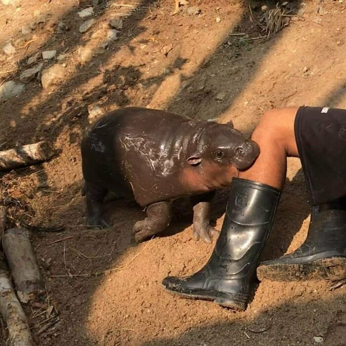Ñom