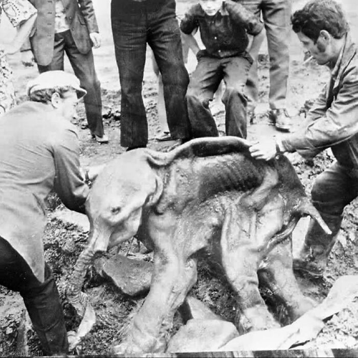 Hombres retiran el cadáver conservado de un mamut juvenil que fue excavado involuntariamente del permafrost en Siberia en 1977 por una topadora minera. Murió a la edad de 6 a 8 meses, fue llamado "Dima" y vivió hace unos 40.000 años. Su estómago aún contenía restos de leche materna