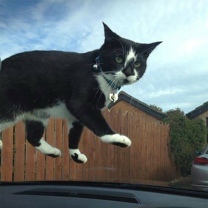 El gato no me deja ir al trabajo