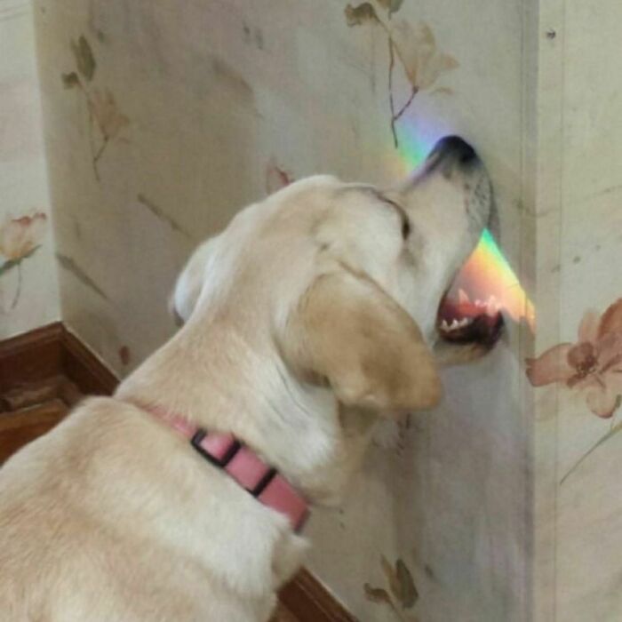 Quiere comerse el arco iris