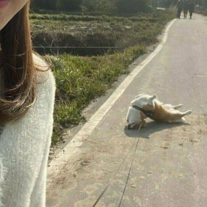 No quiere andar más