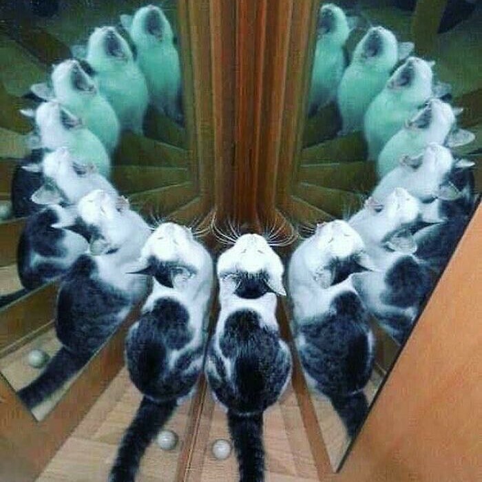 Comienza el ritual
