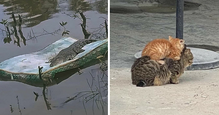 45 Divertidas fotos de animales para alegrarte el día
