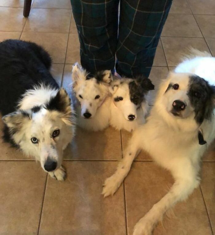 Pantuflas perrunas que se parecen a tus propios perros