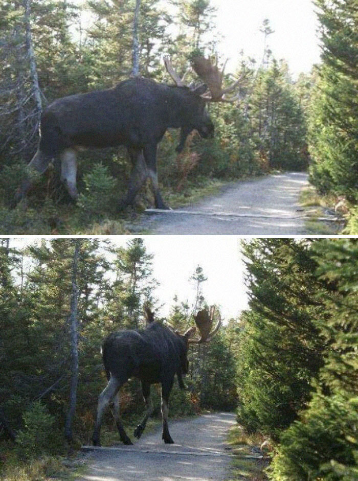 No sabéis lo grandes que pueden ser los alces