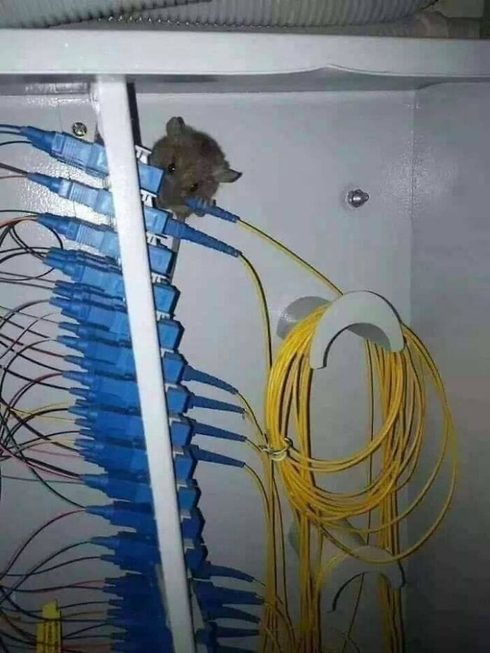 Tengo un problema con el ratón. No, otro ratón