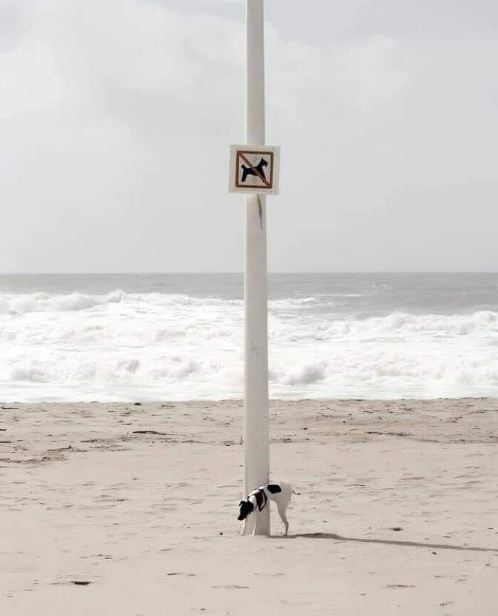 “Pics Or It Never Happened”: 50 Things That Might Be Hard To Believe Without Evidence