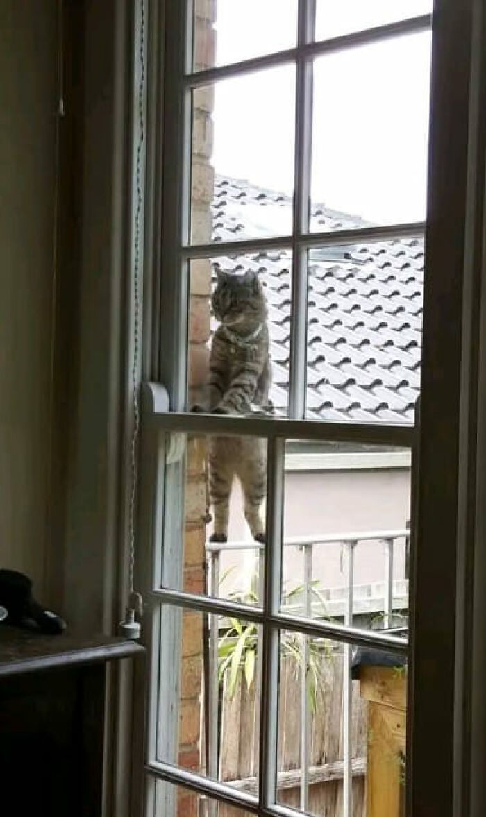 “Pics Or It Never Happened”: 50 Things That Might Be Hard To Believe Without Evidence