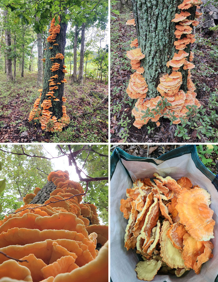 Este árbol lleno de hongos comestibles