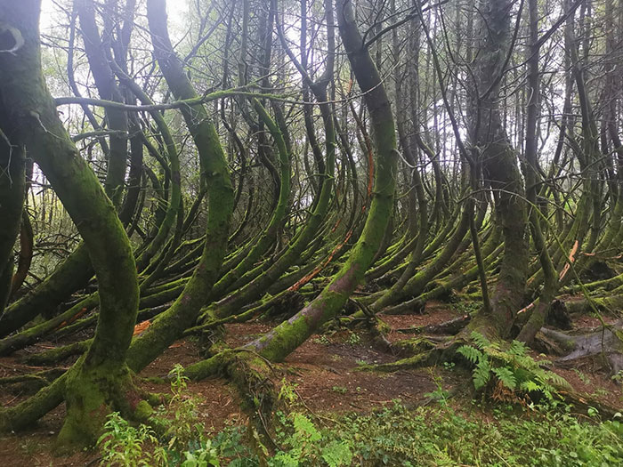 Árboles curvos