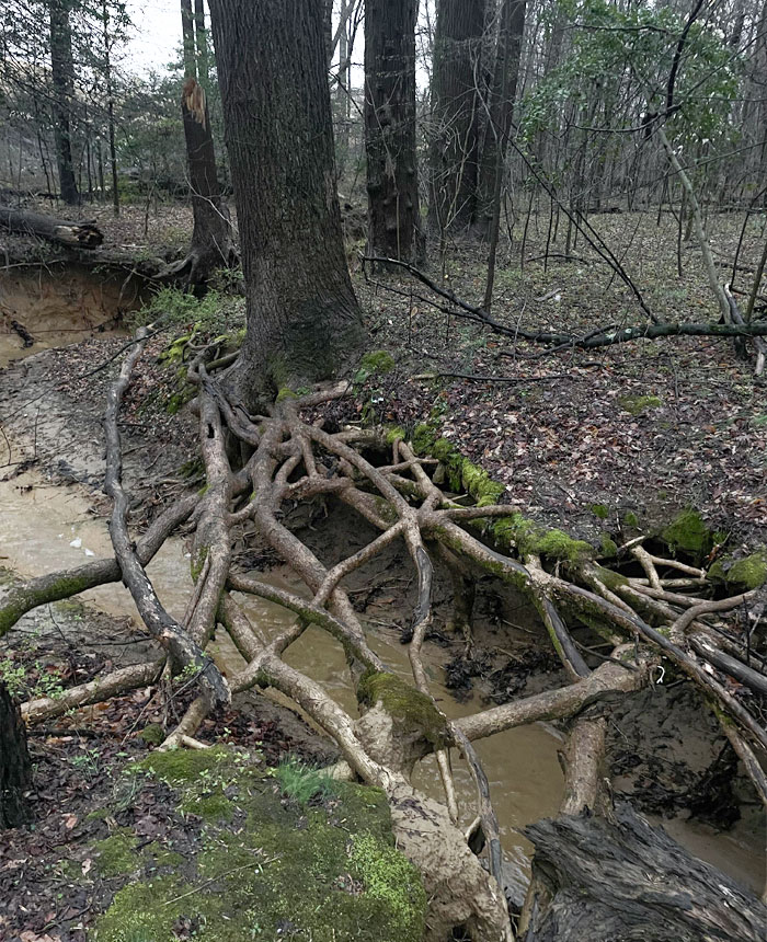 Raíces creciendo sobre un arroyo