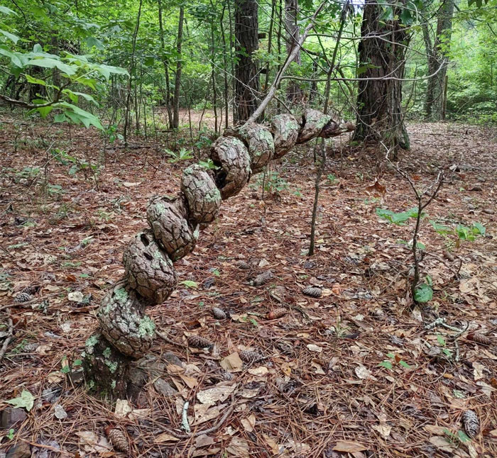¿Cómo ha podido un árbol crecer así?