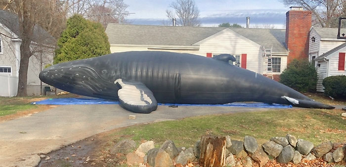 Hay una ballena hinchable enorme frente a la casa de mi vecino