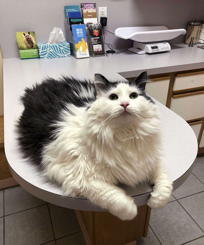 Este es Frank, cuando la veterinaria dijo que estaba gordo, le mordió