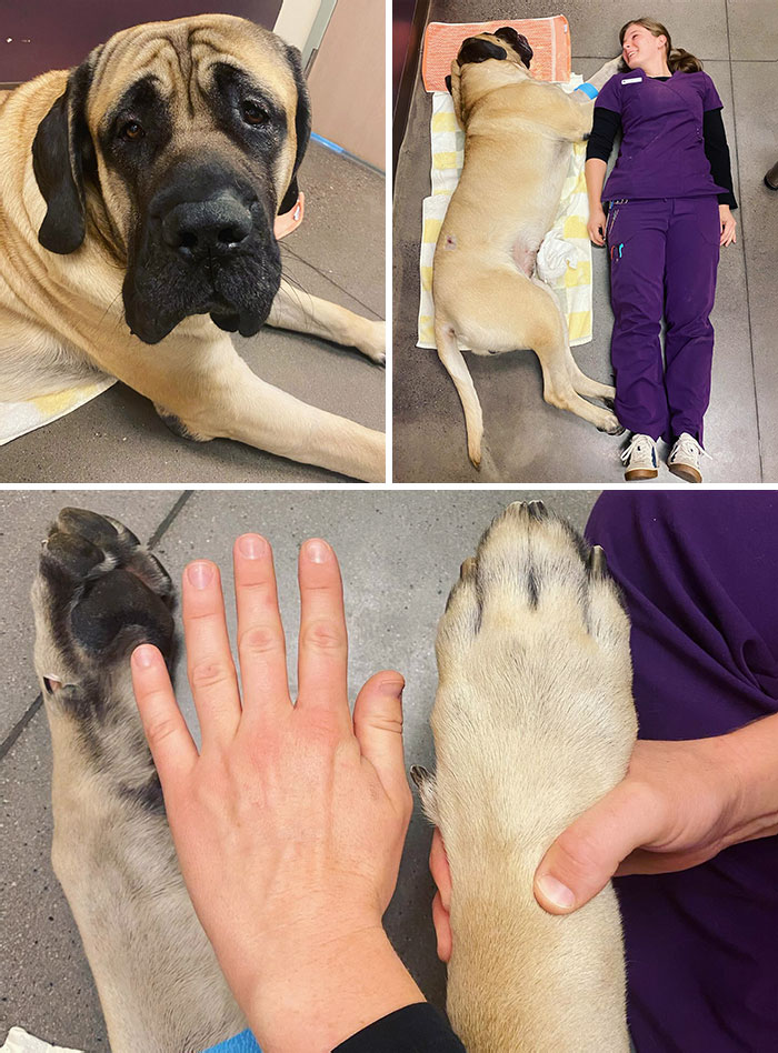 Angus es tan grande como la veterinaria