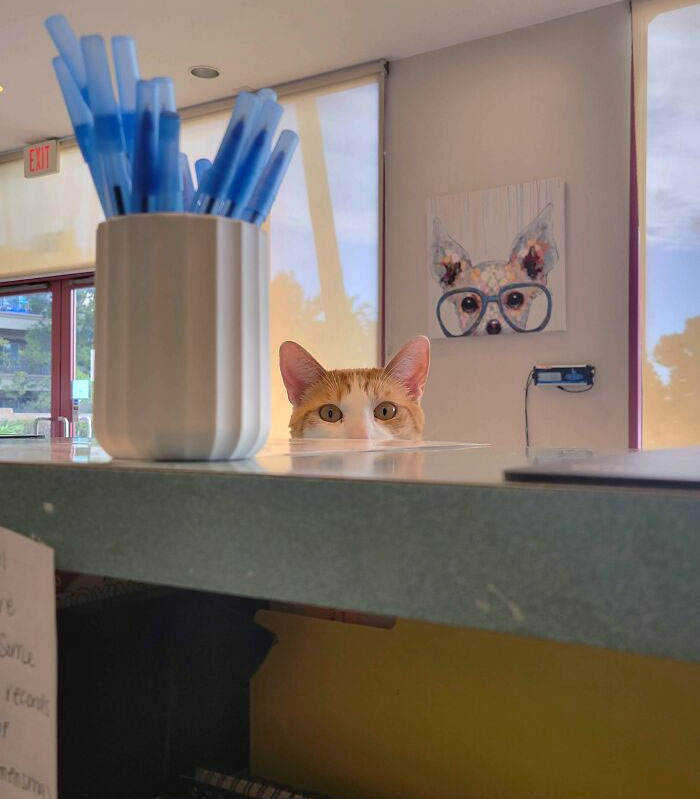 Me vigila mientras trabajo
