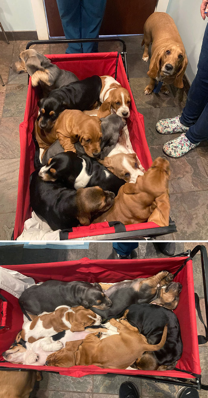 Un carro lleno de Bassets