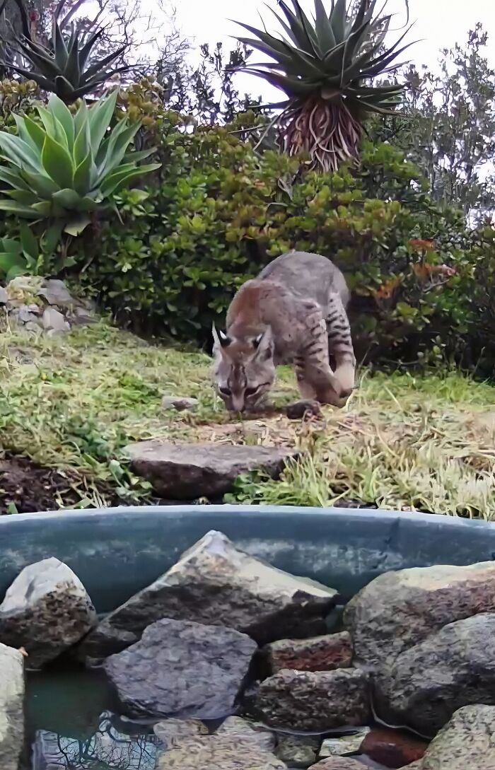 Woman Put A Water Fountain With A Camera In Her Yard, Here Are 24 Photos Of Regular Visitors (New Pics)