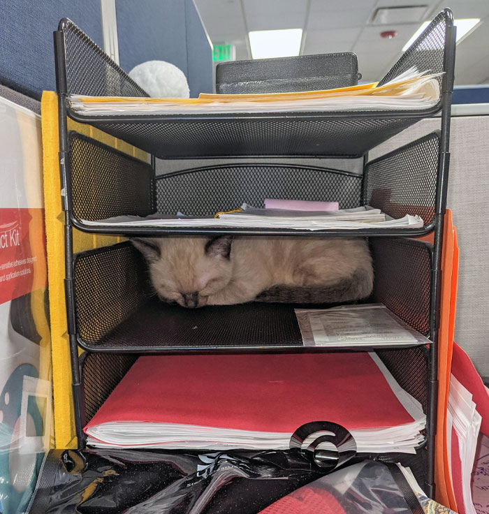 Es el día de llevar a tu gato al trabajo y el gato de nuestro compañero de trabajo se quedó dormido en la bandeja de archivos