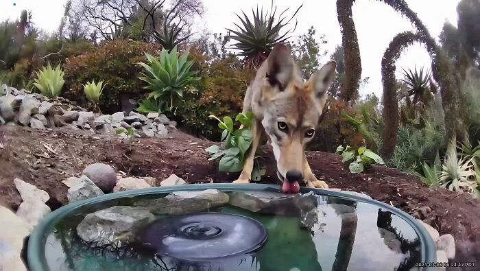 Woman Put A Water Fountain With A Camera In Her Yard, Here Are 24 Photos Of Regular Visitors (New Pics)