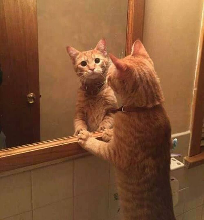 If You're Having A Rough Day, These 50 Wholesome Cat Pics And Memes May Cheer You Up