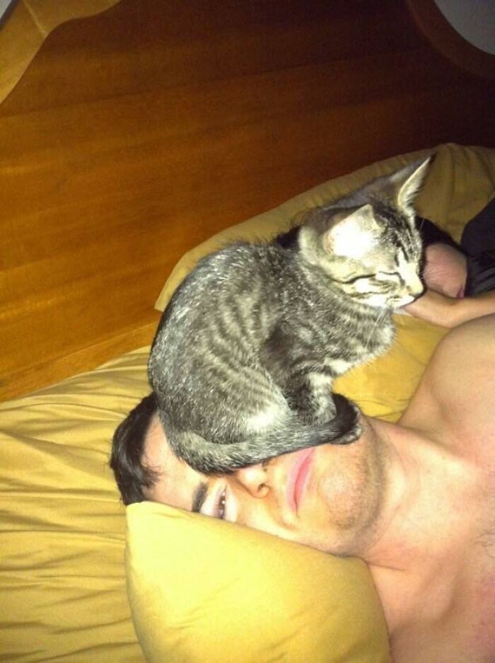 If You're Having A Rough Day, These 50 Wholesome Cat Pics And Memes May Cheer You Up