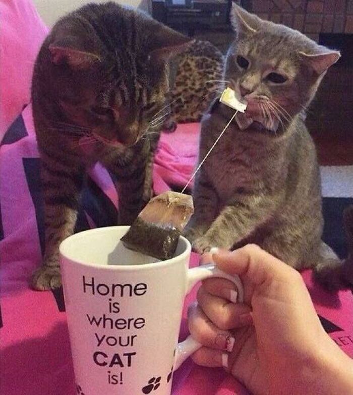 If You're Having A Rough Day, These 50 Wholesome Cat Pics And Memes May Cheer You Up