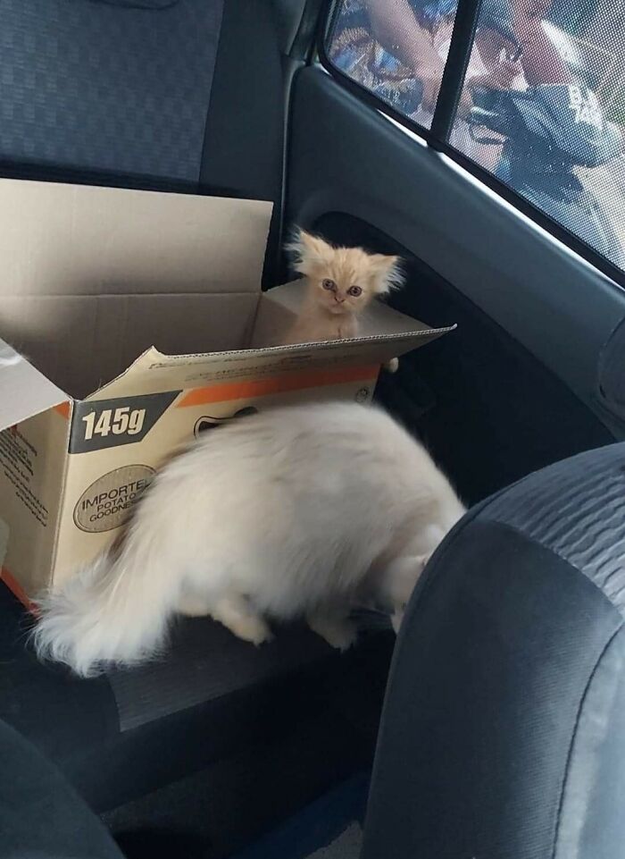 If You're Having A Rough Day, These 50 Wholesome Cat Pics And Memes May Cheer You Up