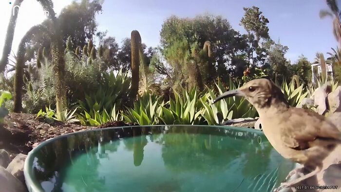 Woman Put A Water Fountain With A Camera In Her Yard, Here Are 24 Photos Of Regular Visitors (New Pics)